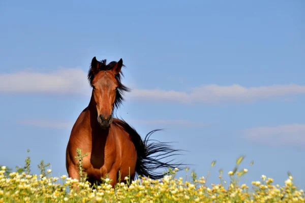 Cavalo é um Ruminante