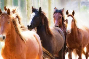 Cavalo é um Ruminante