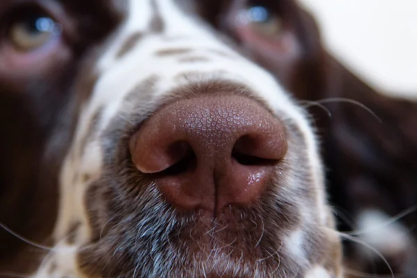 Doenças nos focinhos dos cachorros