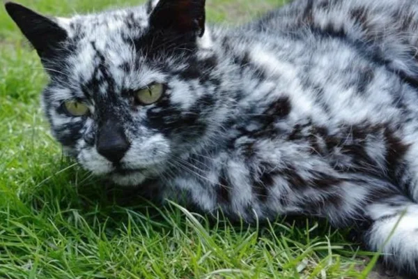 Gato com Vitiligo (1)