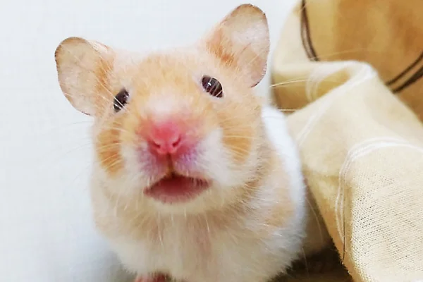 Hamster