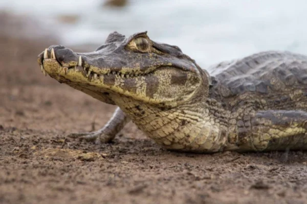 Jacaré-do-Pantanal (Caiman yacare)