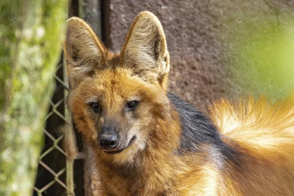 Lobinho (Chrysocyon brachyurus)