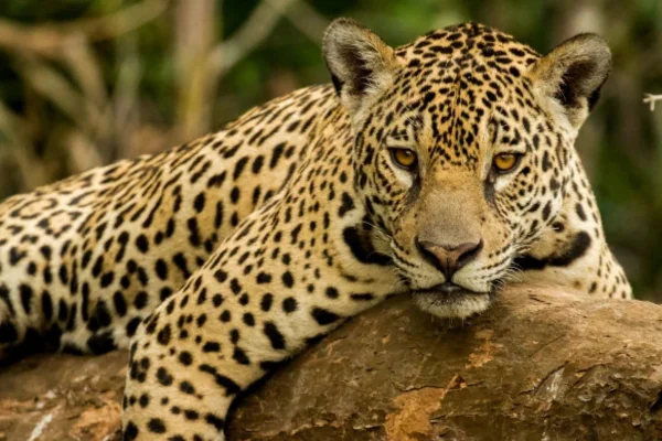 Onça-pintada (Panthera onca)