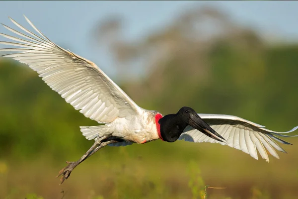 Tuiuiú (Jabiru mycteria)