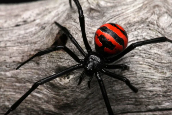 Viúva-negra (Latrodectus mactans) (1)