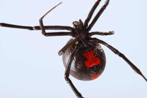 Viúva-negra (Latrodectus mactans)