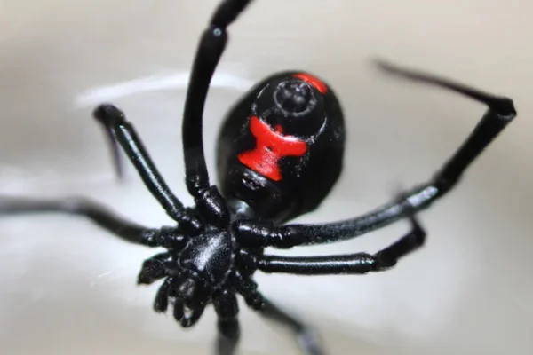 viúva-negra (latrodectus mactans)