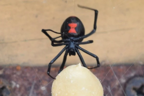 viúva-negra (latrodectus mactans) (3)