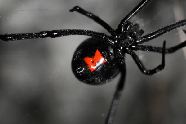 viúva-negra (latrodectus mactans) (4) (1)